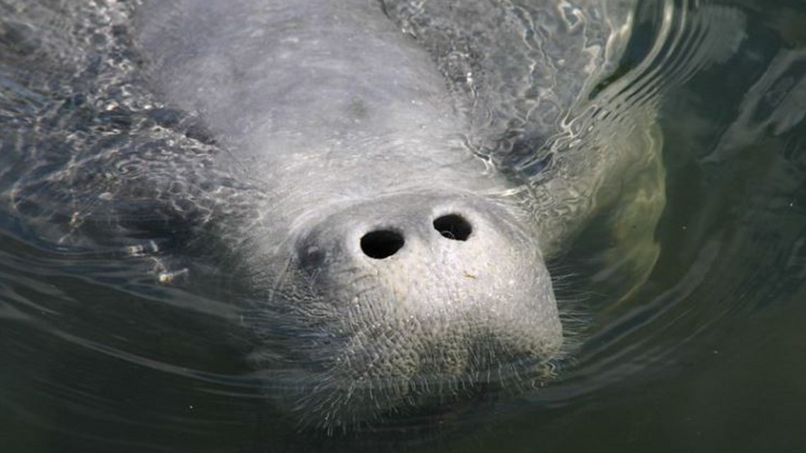 Florida manatee deaths' hit an all-time high in 2021 - Vimarsana News