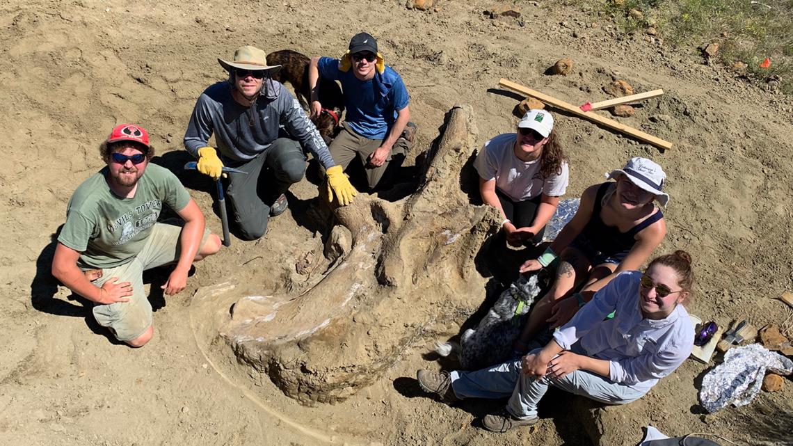 Westminster College Researchers Find Triceratops In South Dakota | Wtsp.com