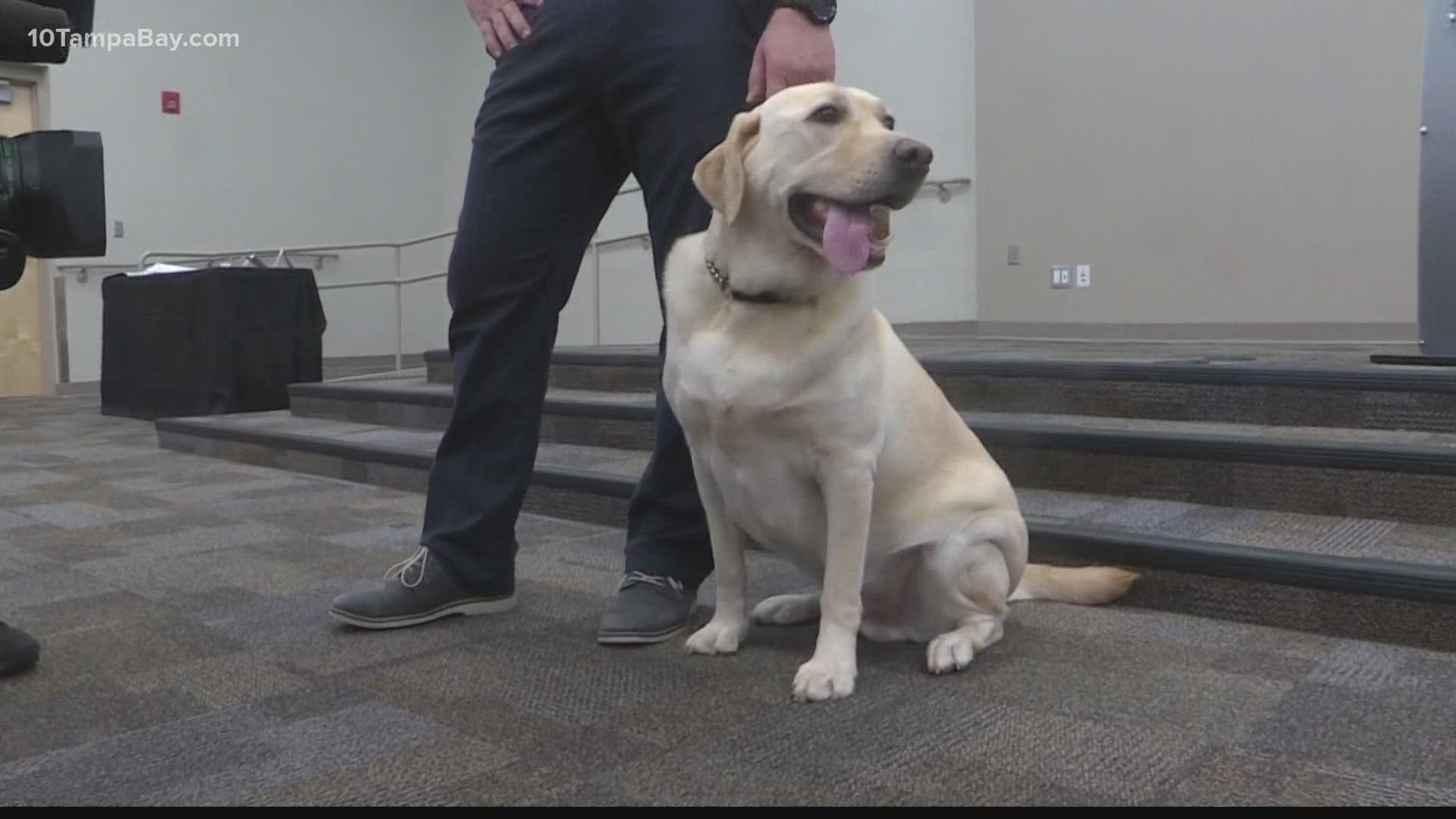 Mason won't be a K-9 deputy, rather, he'll be there to assist deputies and provide mental health support.