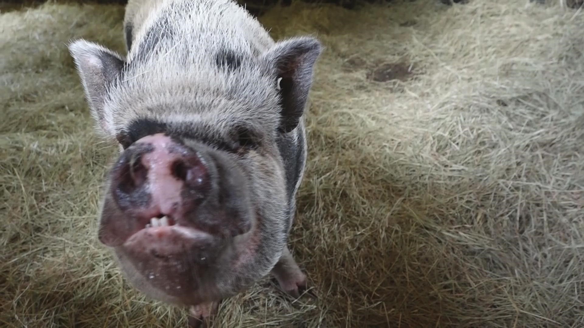 The organization was reaching out for the community's help to find three pot-bellied pigs a forever farm.