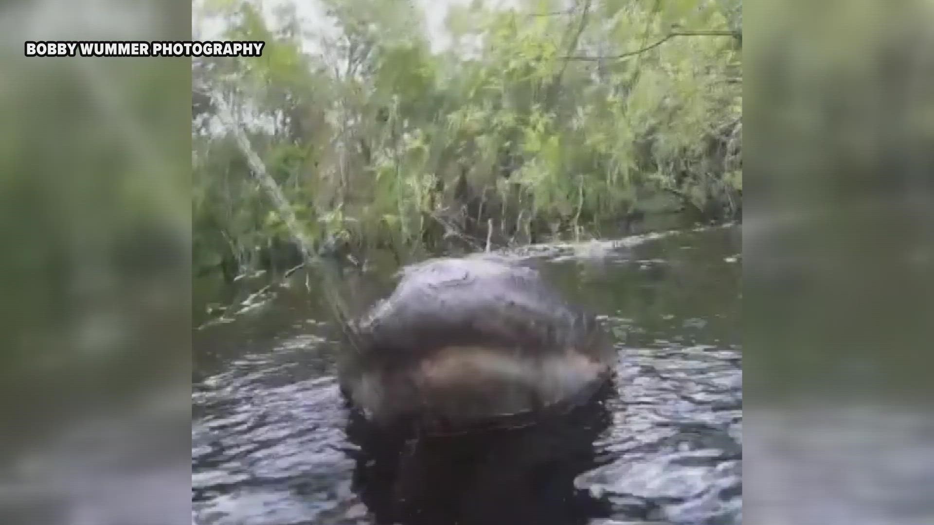 The photographer said he used a 12-foot extension pole to reach near the gator with the camera.