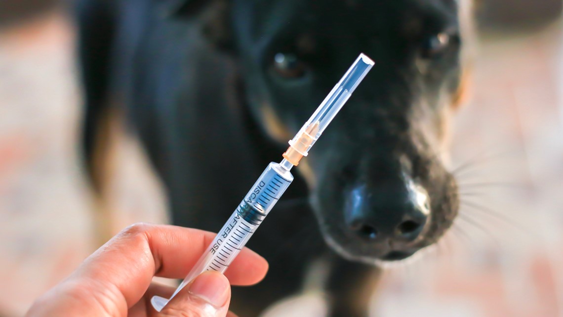 What Age Can A Puppy Get A Rabies Shot