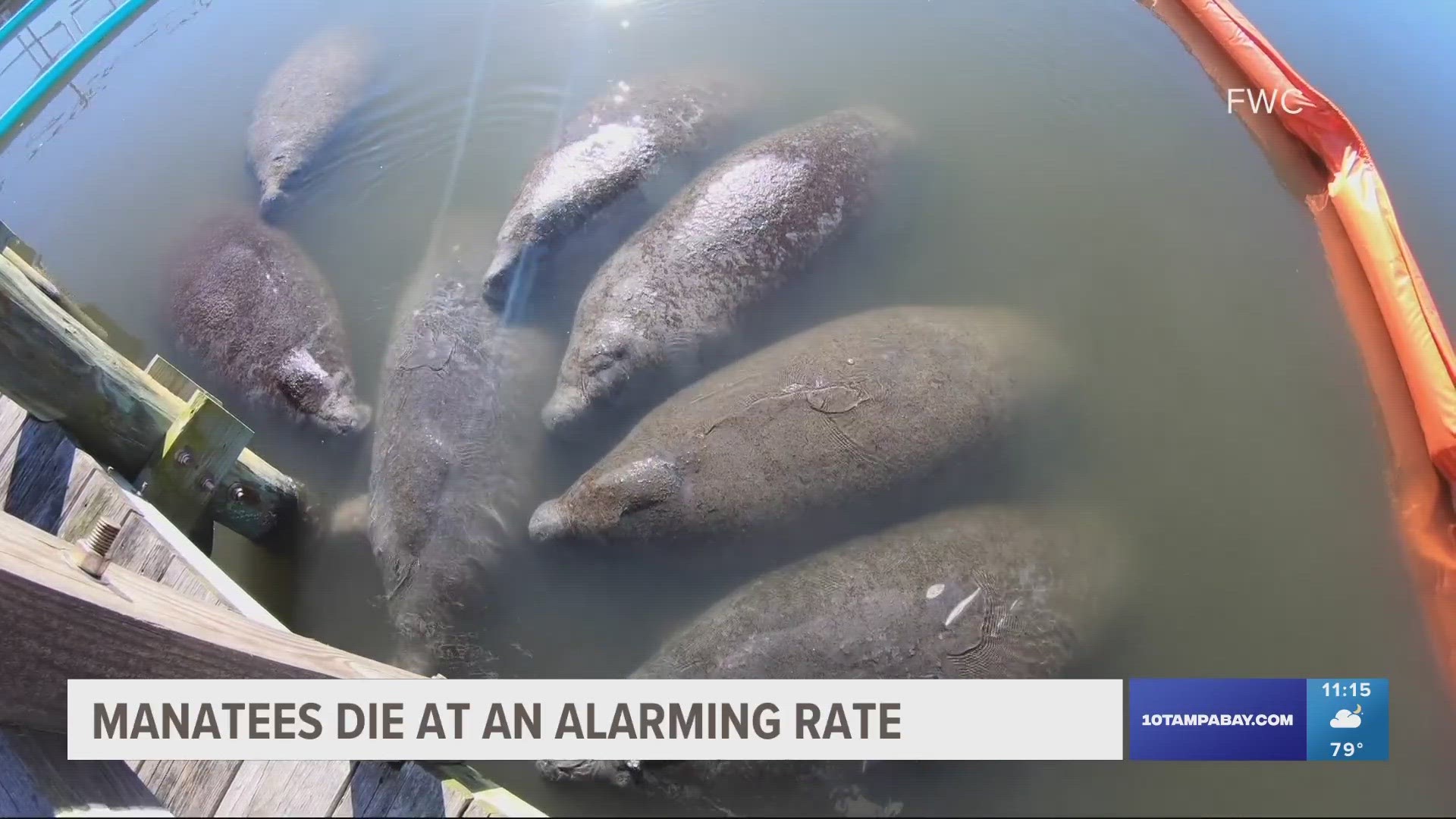 Water quality leaders are discussing ways to prevent manatees from dying. Right now statistics show manatees are dying at an unusual rate.