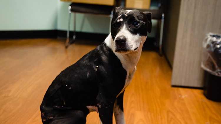 Meet Panda: Dog found abandoned in garbage can up for adoption