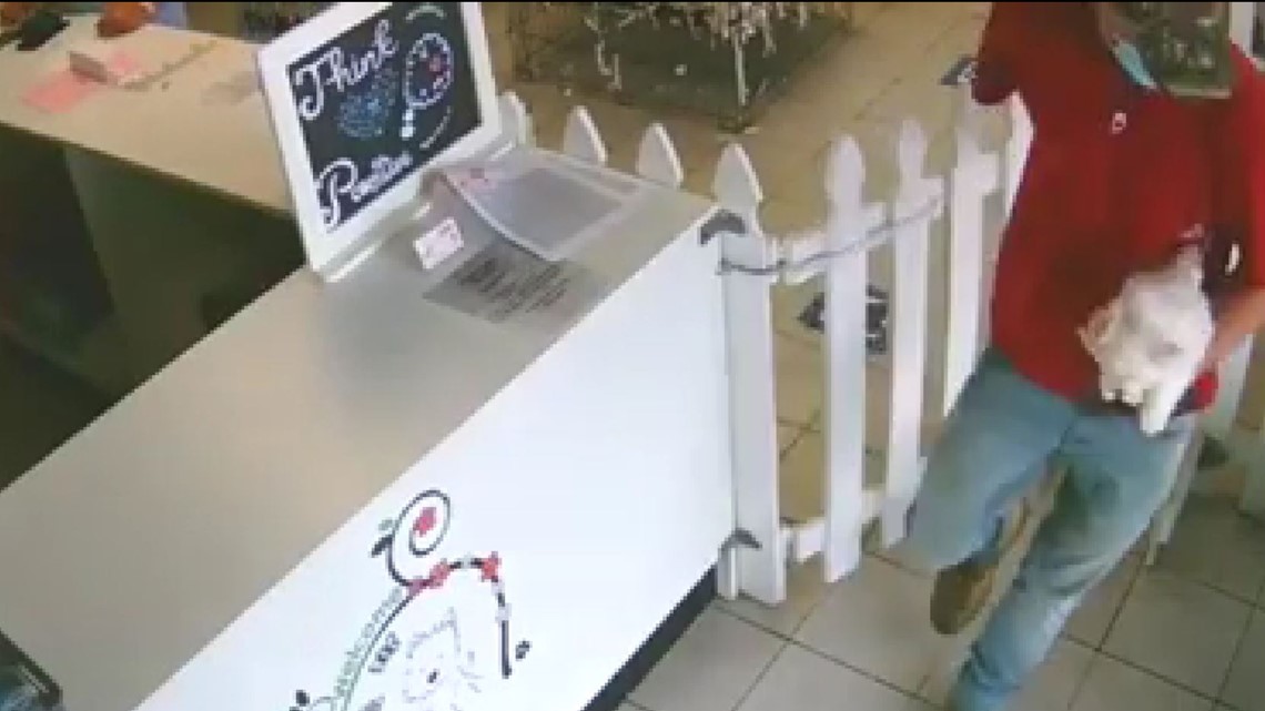 puppy store on dale mabry