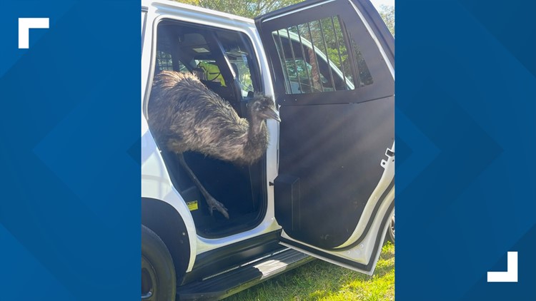 Wandering emu caught in Bradenton, returned to owner