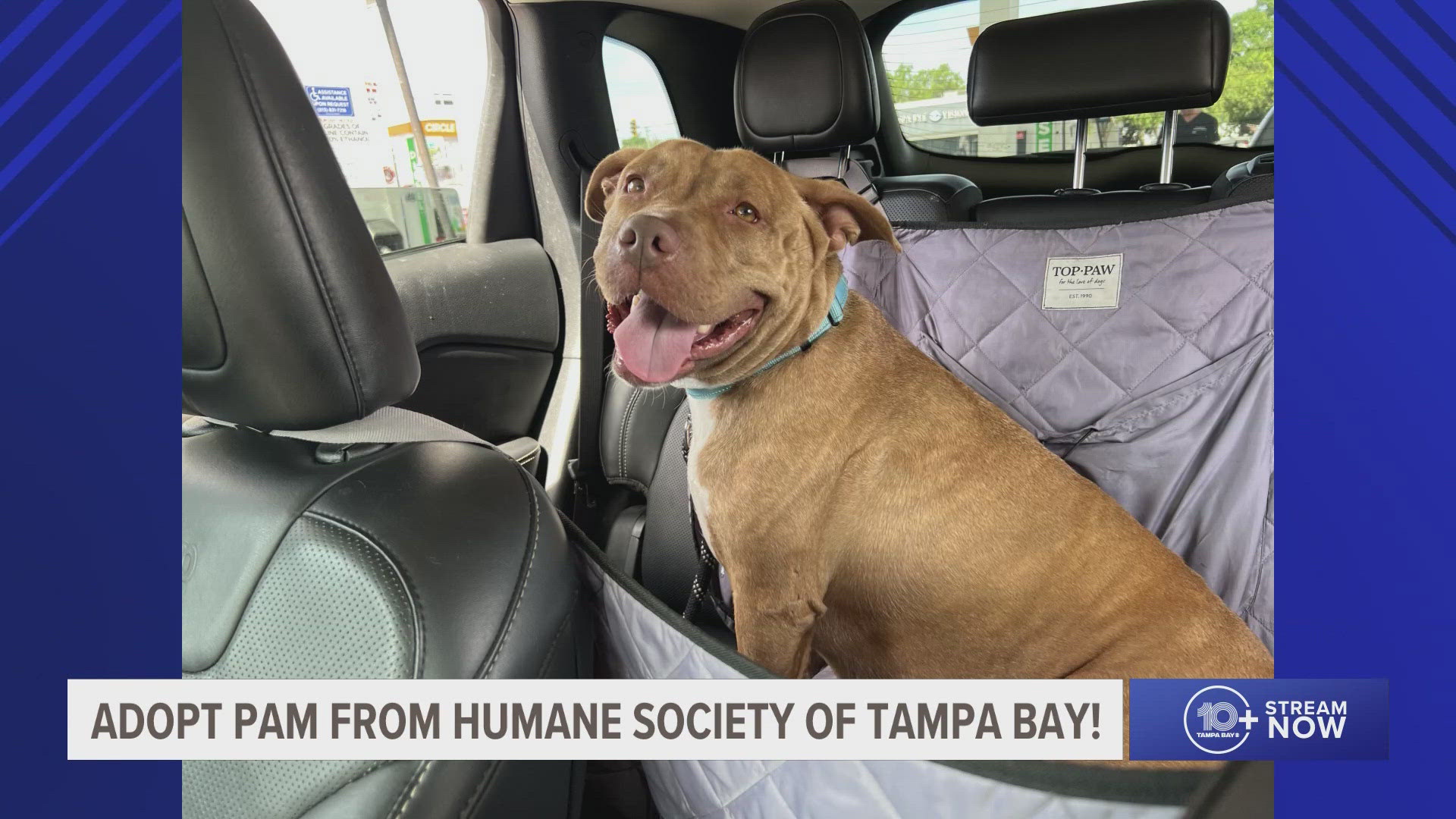 Pam is 3 1/2 weighing 70 pounds and is ready to find a loving home in the Tampa Bay area. 