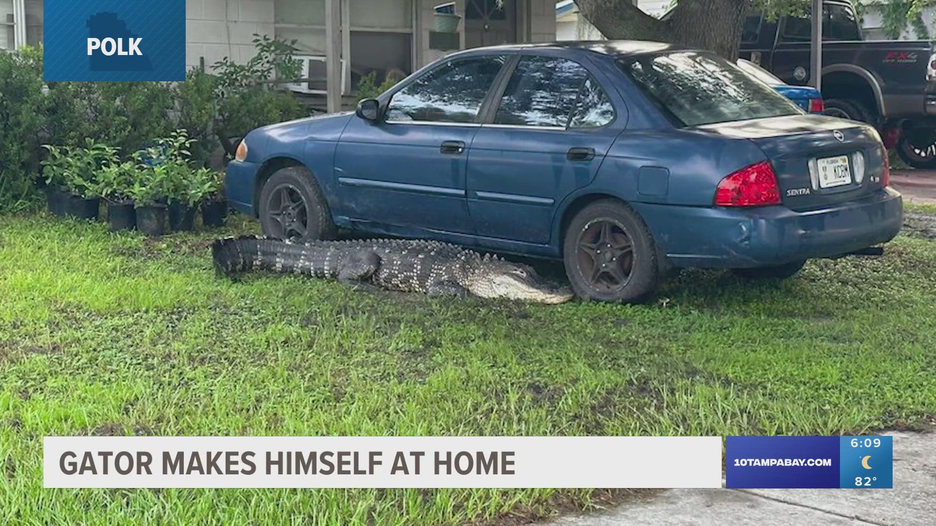An FWC trapper was eventually able to relocate the massive alligator.