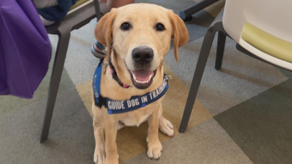 Palmetto nonprofit looking for new 'puppy raisers' - Vimarsana News