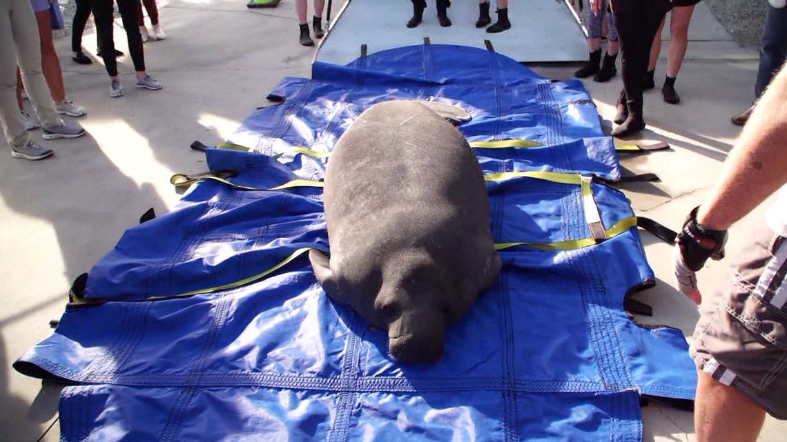 ZooTampa releases 2 manatees at TECO Manatee Viewing Center | wtsp.com