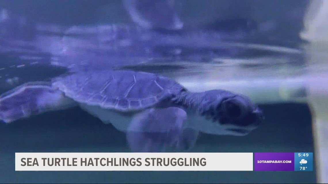 Artificial light threatens baby sea turtles Here's how you can help