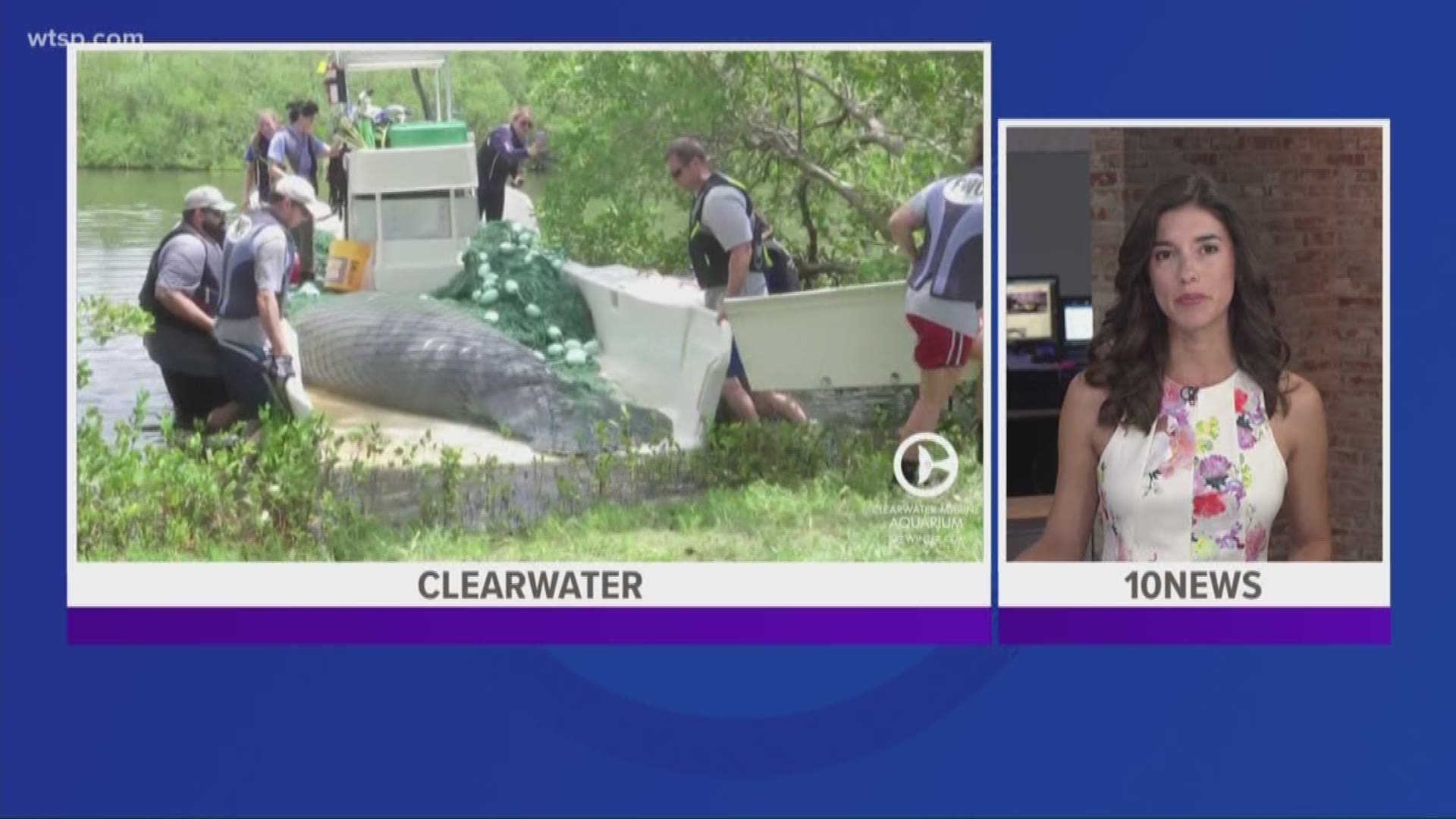 A 1-ton injured manatee rescued from a creek died from its injuries.

The female manatee had been hit several times by a boat before she was pulled Friday from Stevenson Creek, according to a ZooTampa statement. She, too, was missing her left pectoral flipper.