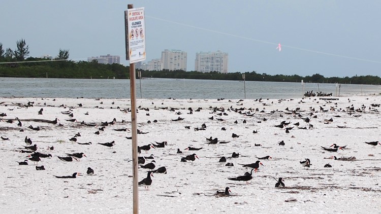 Help protect beach-nesting birds over July 4 weekend by following these tips