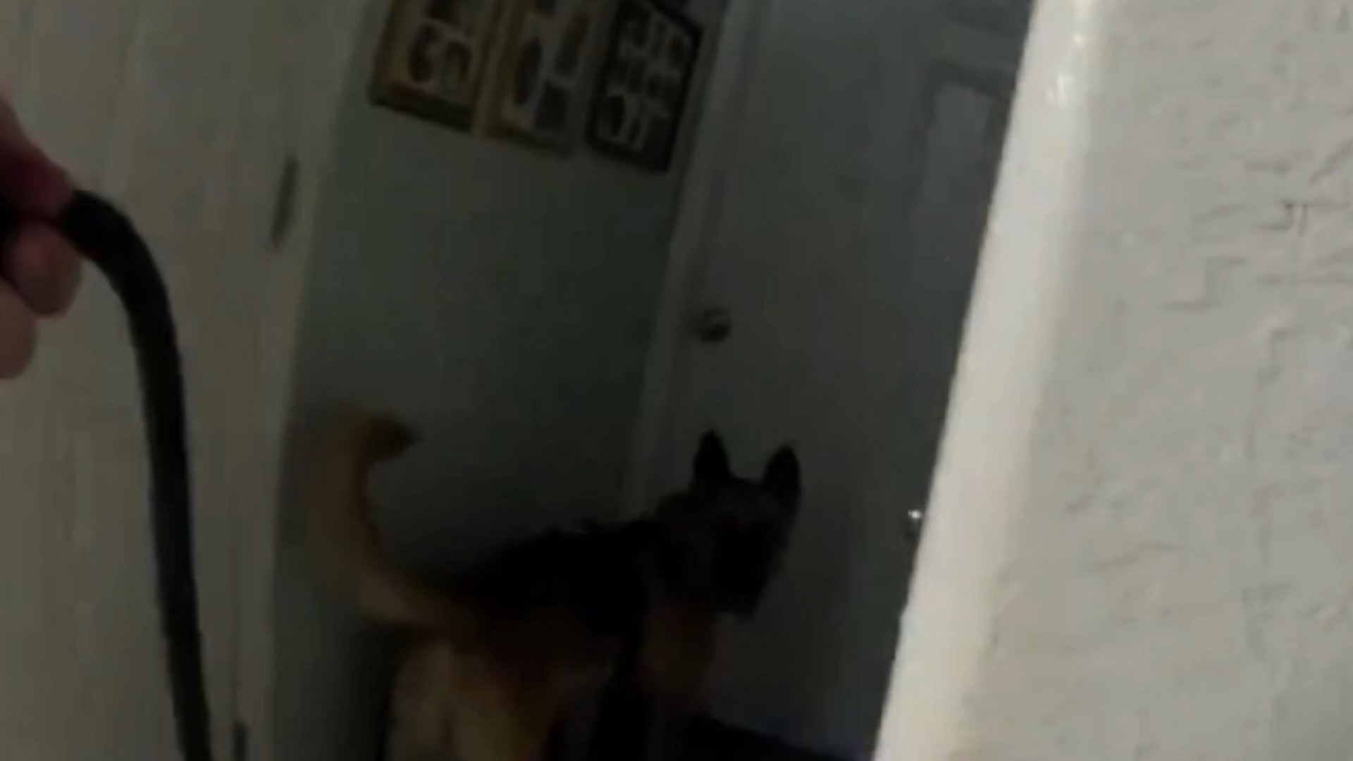 Body camera footage shows the K-9 tracking down the suspect behind a hidden door.