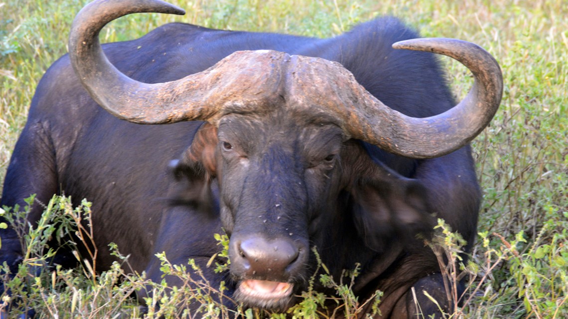 Florida buffalo farm looks for parttime employee