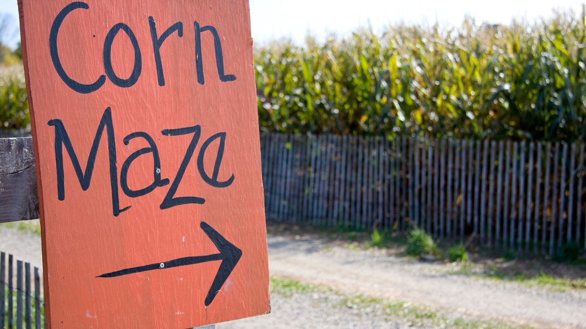 Your guide to corn mazes around the Tampa Bay area