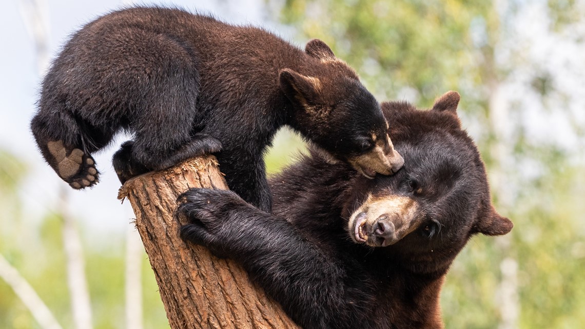Sebring man charged in Florida black bear deaths - Vimarsana News