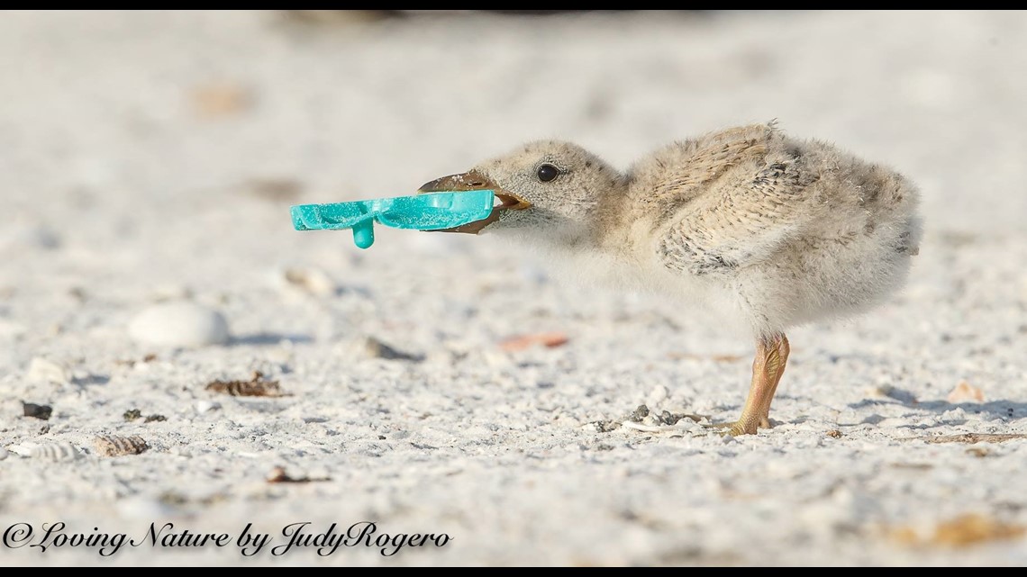 These disturbing photos show how birds are eating our plastic