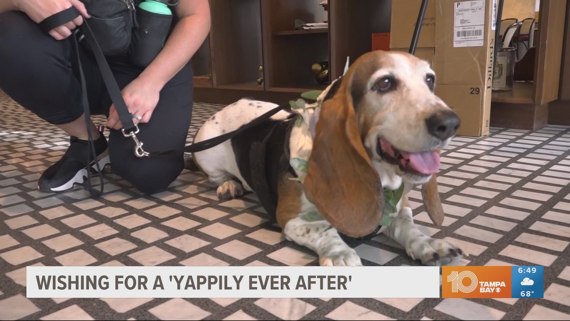 The Tampa-based business provides weddings with adorable guests and it gives sheltered animals a chance to find a forever home.