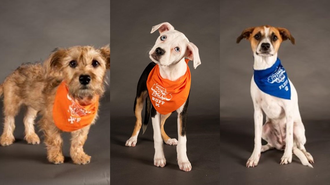Tampa Bay area rescue dogs participating in Puppy Bowl