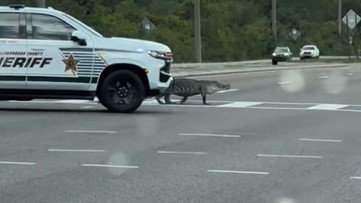 Video: Giant gator halts rush hour traffic for nearly 10 minutes in Tampa
