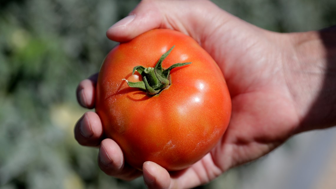 As Florida citrus fades, farmers diversify with a store, a maze and new  crops – Orlando Sentinel