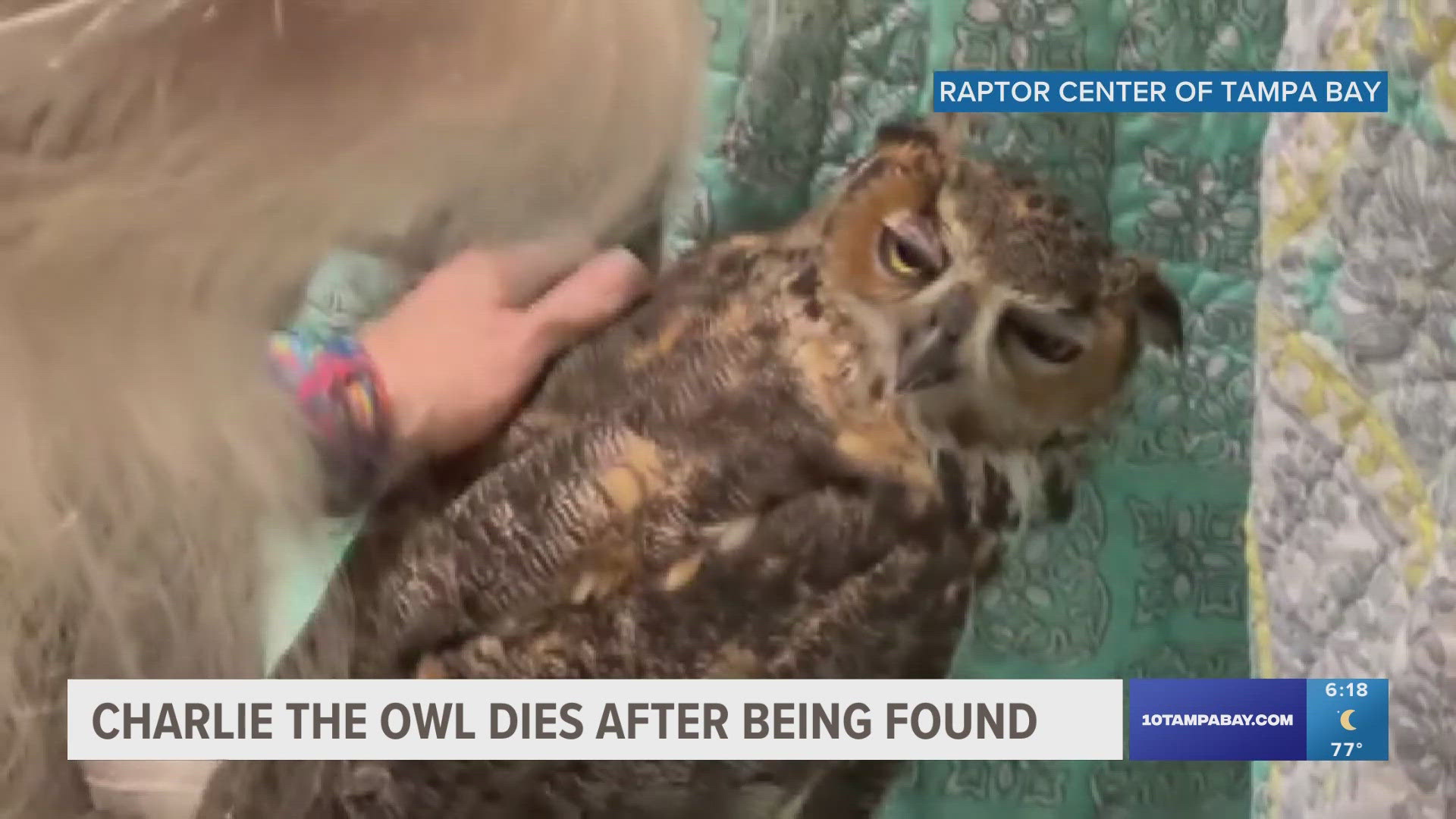 Charlie was found Monday after being missing for nearly two weeks. But, there is some good news after the search for the owl.