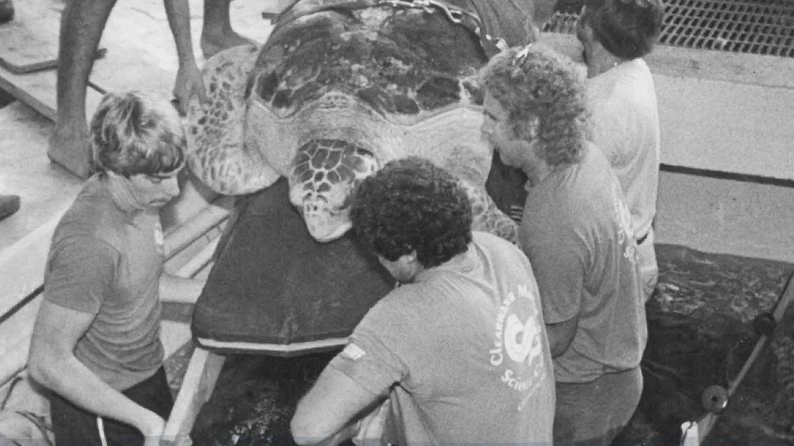 Clearwater Marine Aquarium celebrates 50th anniversary - Vimarsana News