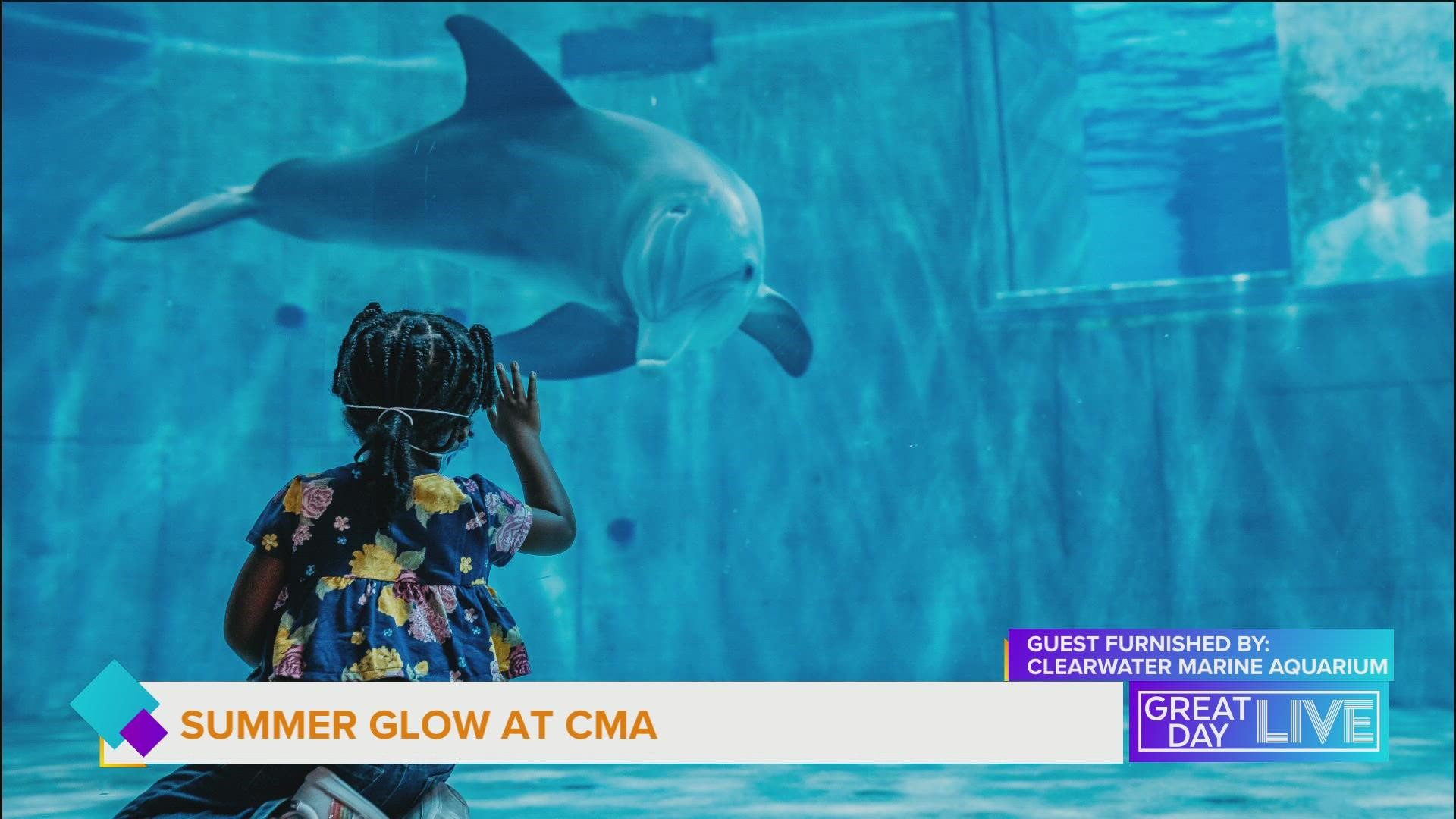 Here’s what’s new at the Clearwater Marine Aquarium