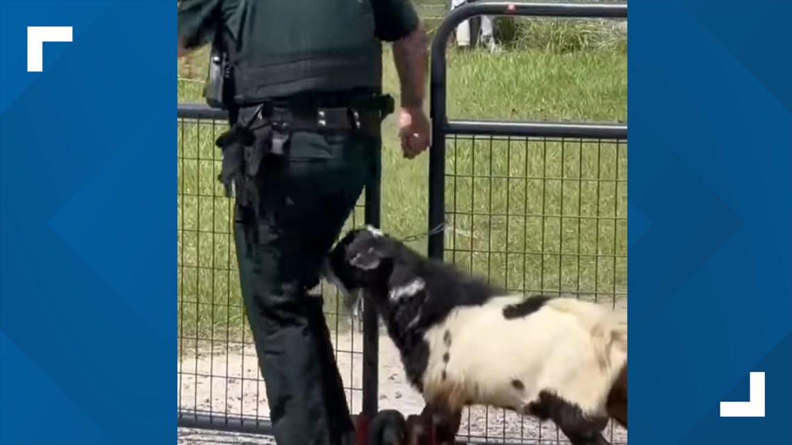 VIDEO Persistent goat won't stop headbutting Florida deputy