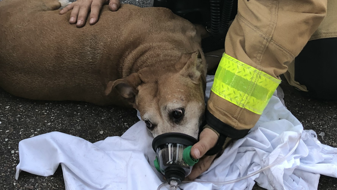 Tampa Fire Rescue firefighters save dog from house fire