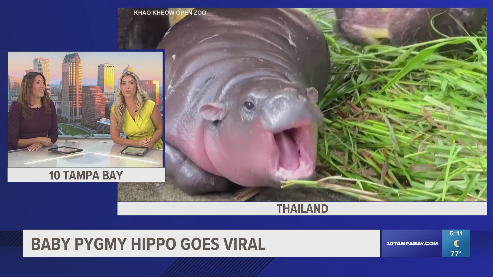 The two-month-old hippo has already spawned memes, packed crowds and adoring fans around the world.