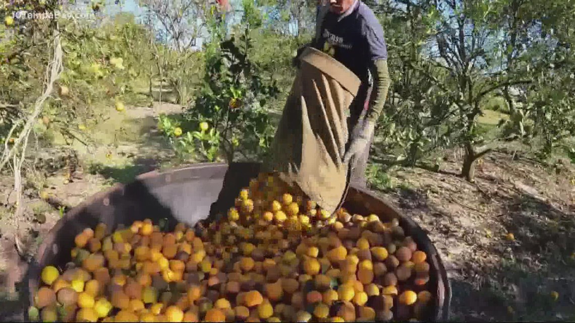 Florida on pace for smallest orange crop since 1945, which could lead to higher juice prices