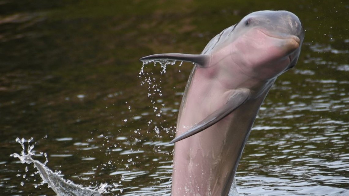 Warm waters causes dolphins' bellies to turn pink: Here's why | wtsp.com