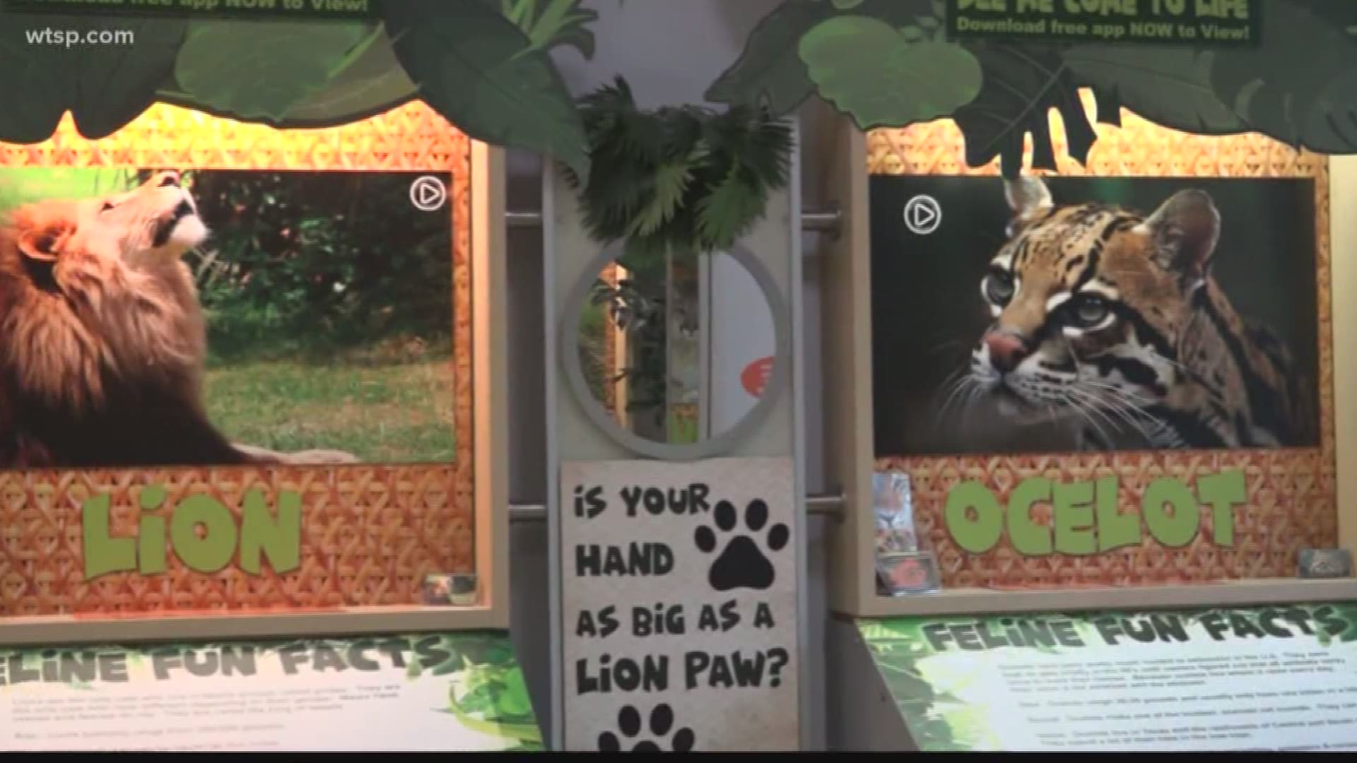 Tampa Bay's first augmented reality zoo opens in North Tampa

The concept is simple: when you go to the Big Cat Rescue AR ZOO in North Tampa, you download an app on your phone to scan a photo or poster and then watch the animals come to life. https://on.wtsp.com/2OVhArx