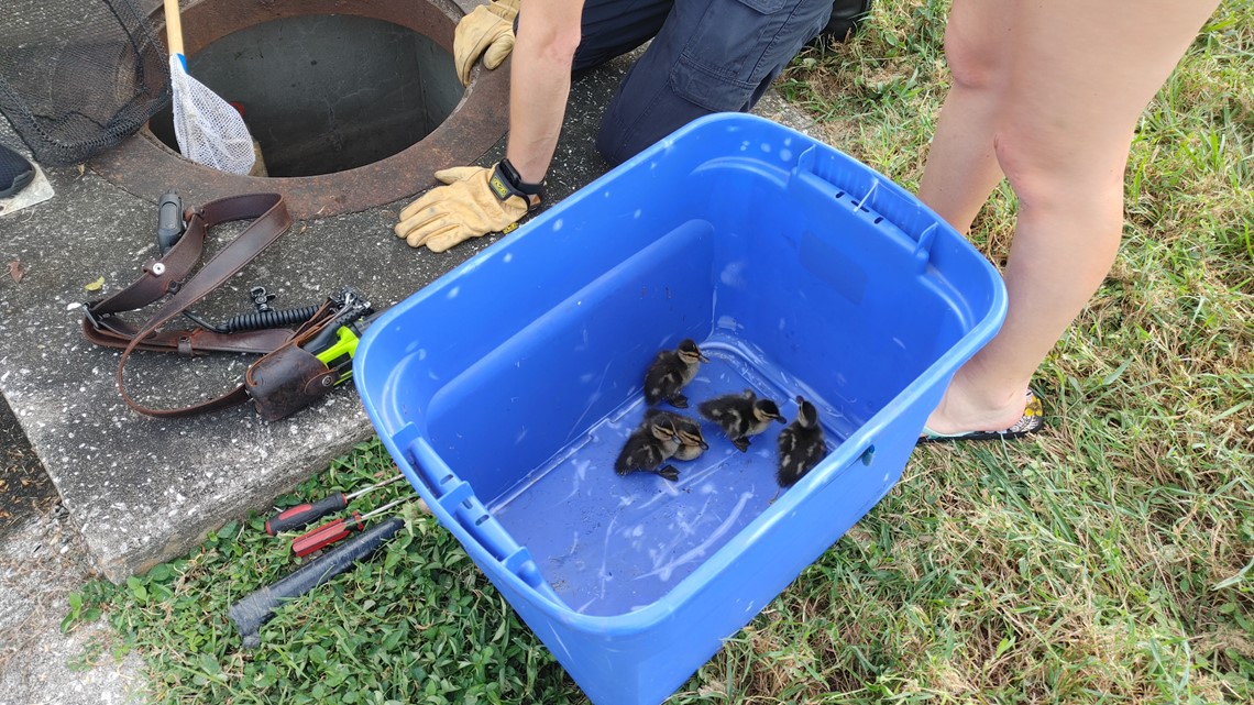 Ducklings rescued from Clearwater storm drain - Vimarsana News