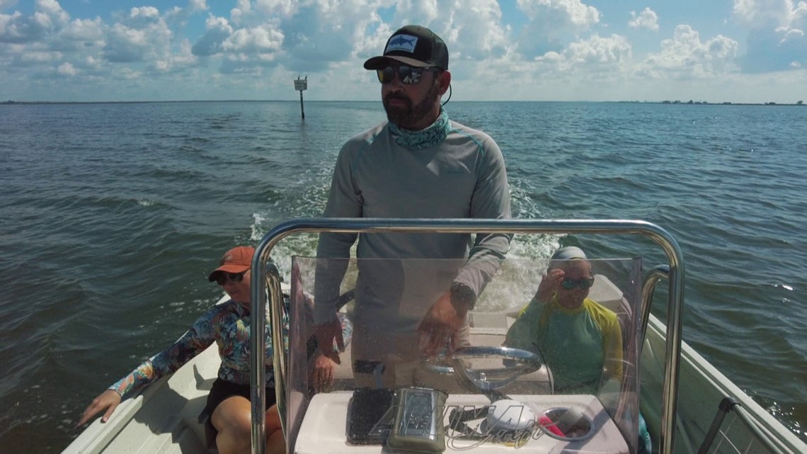 Tampa Bay seagrass level a cause for concern for researchers - Vimarsana News
