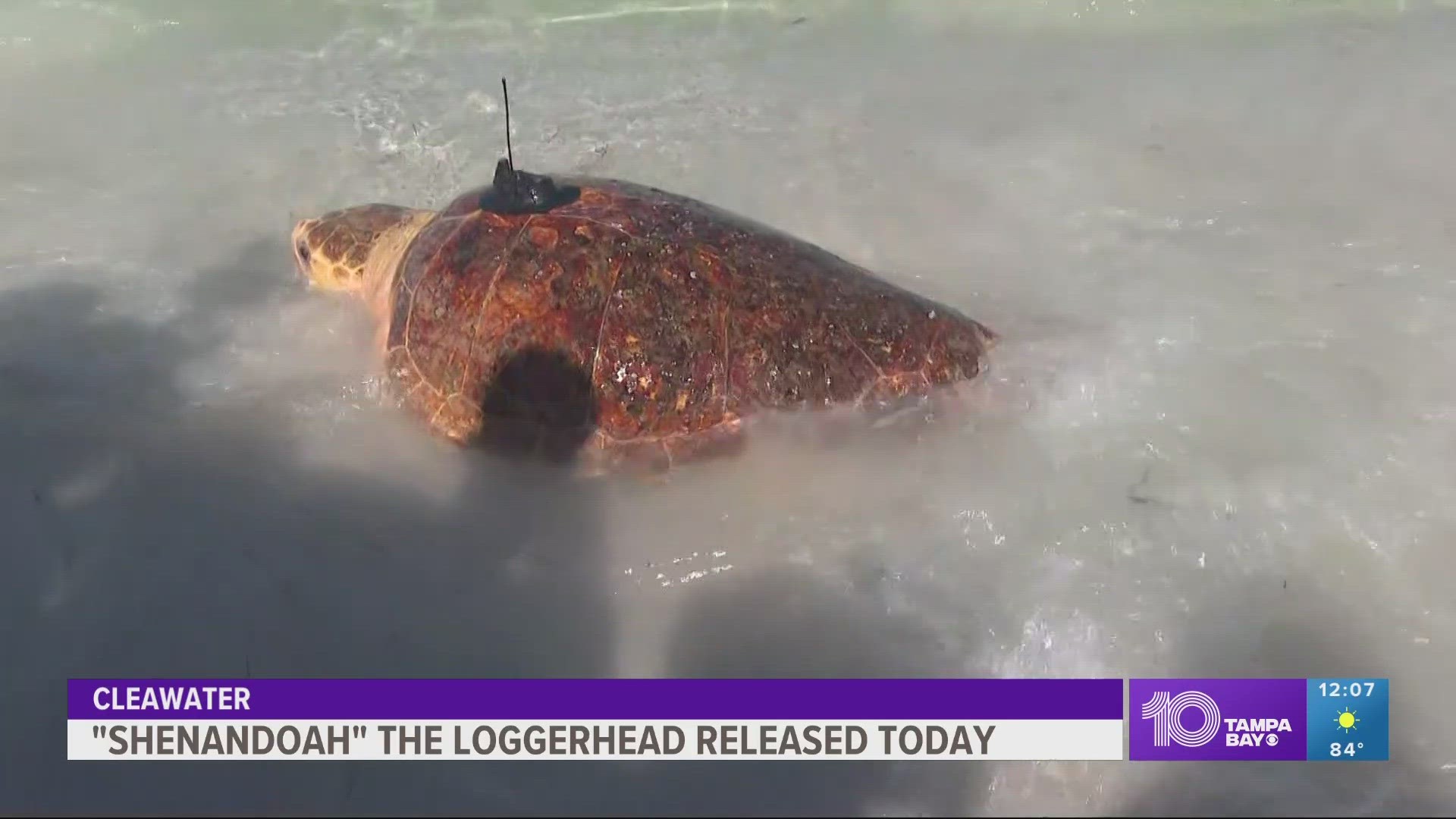The turtle was found off Indian Shores back in February.