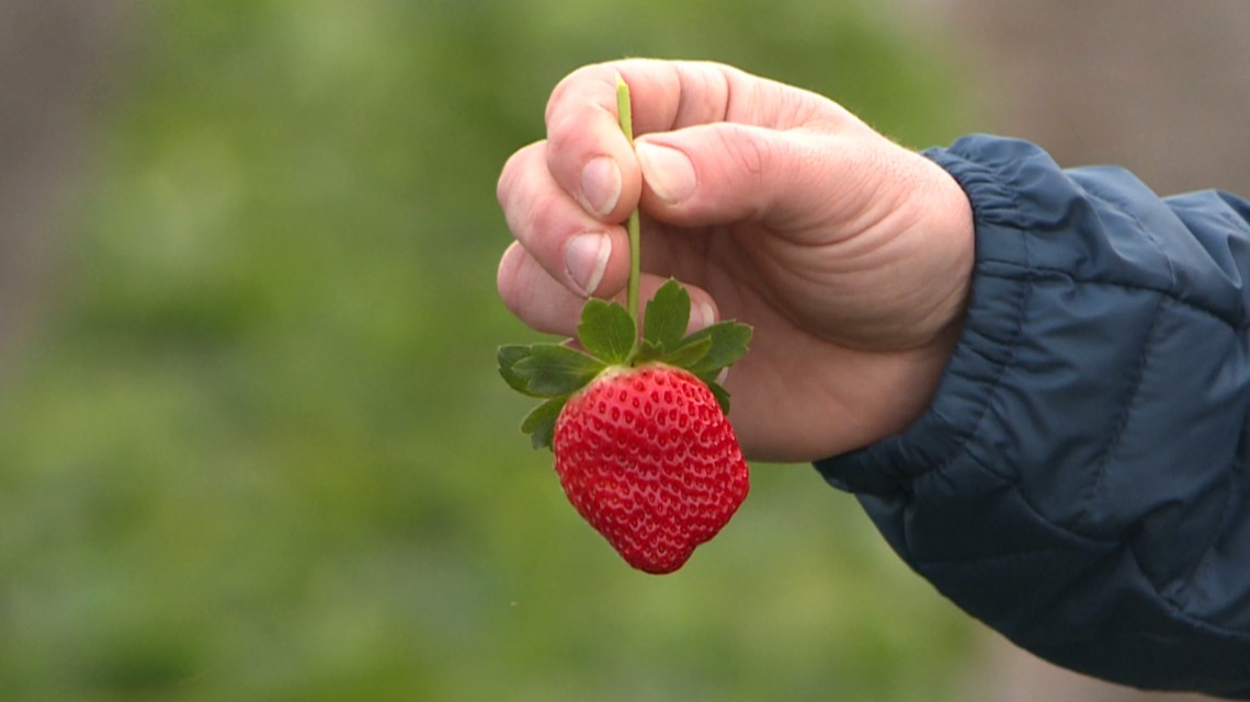 Florida farmers brace for another night of freezing temperatures - Vimarsana News