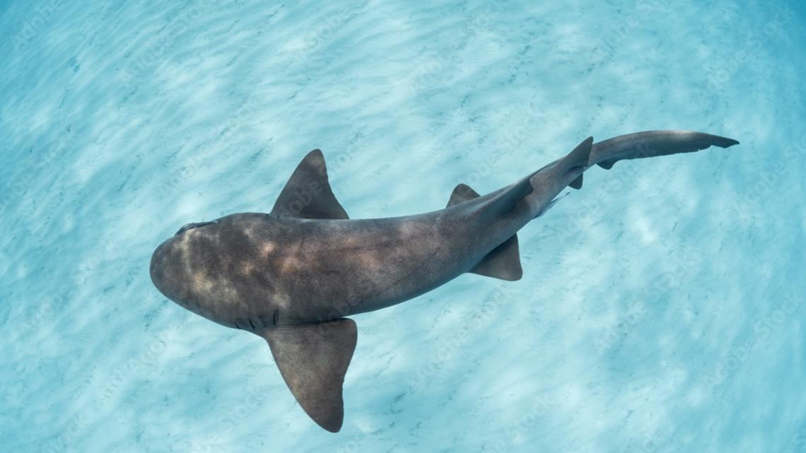 Florida Keys commercial fishermen arrested for animal cruelty - Vimarsana News