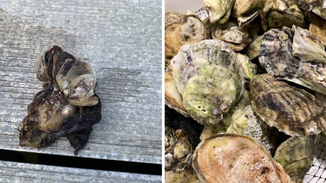 Study finds oysters collected around Florida contain harmful toxi ...