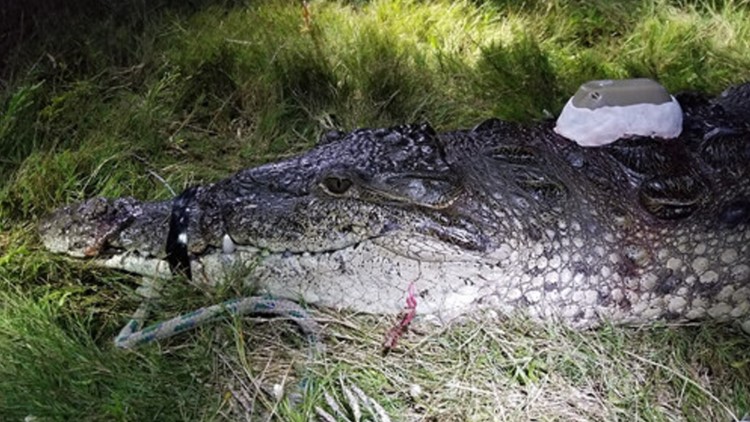 Turning back time: The recovery of the American crocodile •