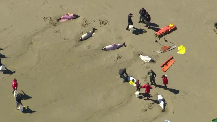 Officials: 8 dolphins dead after stranding in New Jersey