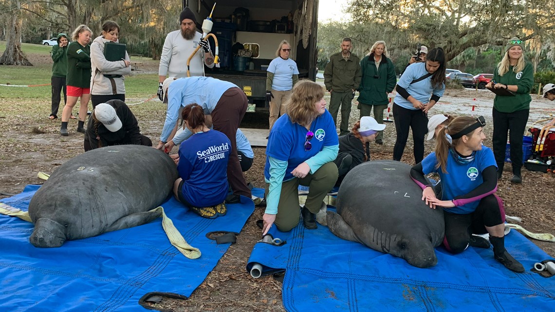 Record 12 manatees released at Blue Spring State Park