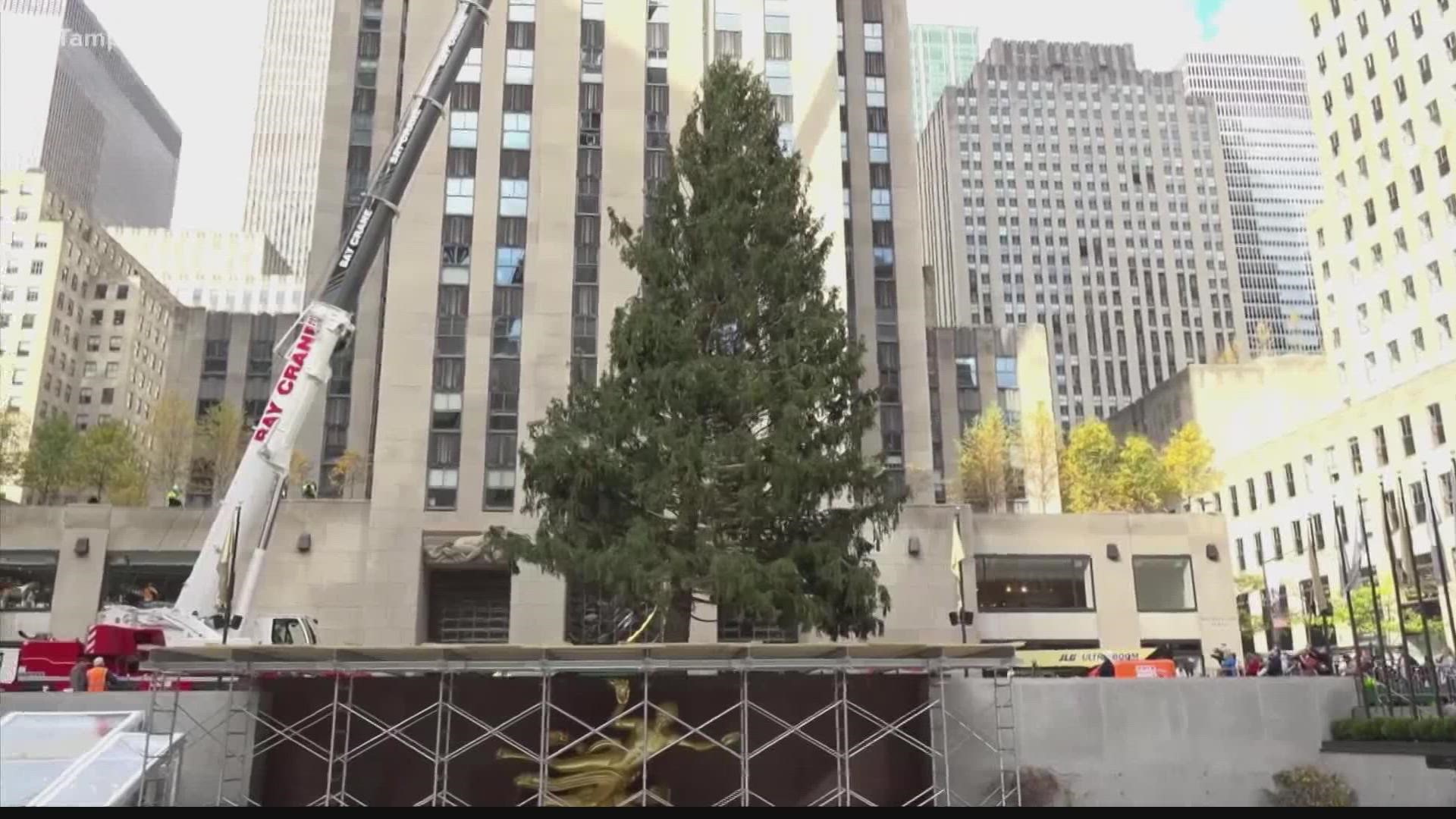The 79-foot Norway Spruce arrived Saturday from Maryland.