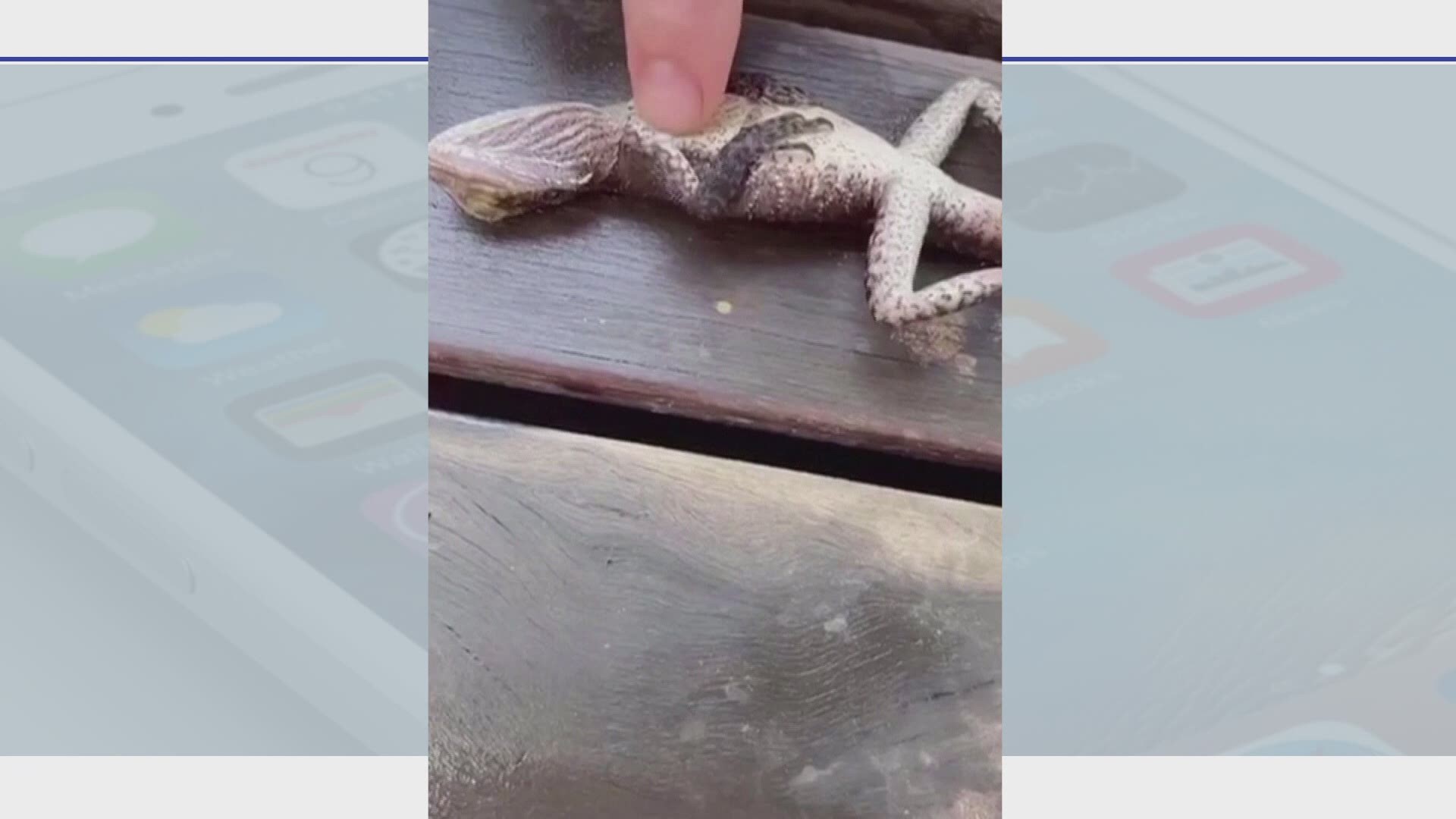 An off-duty firefighter sprung into action to save a drowning lizard.