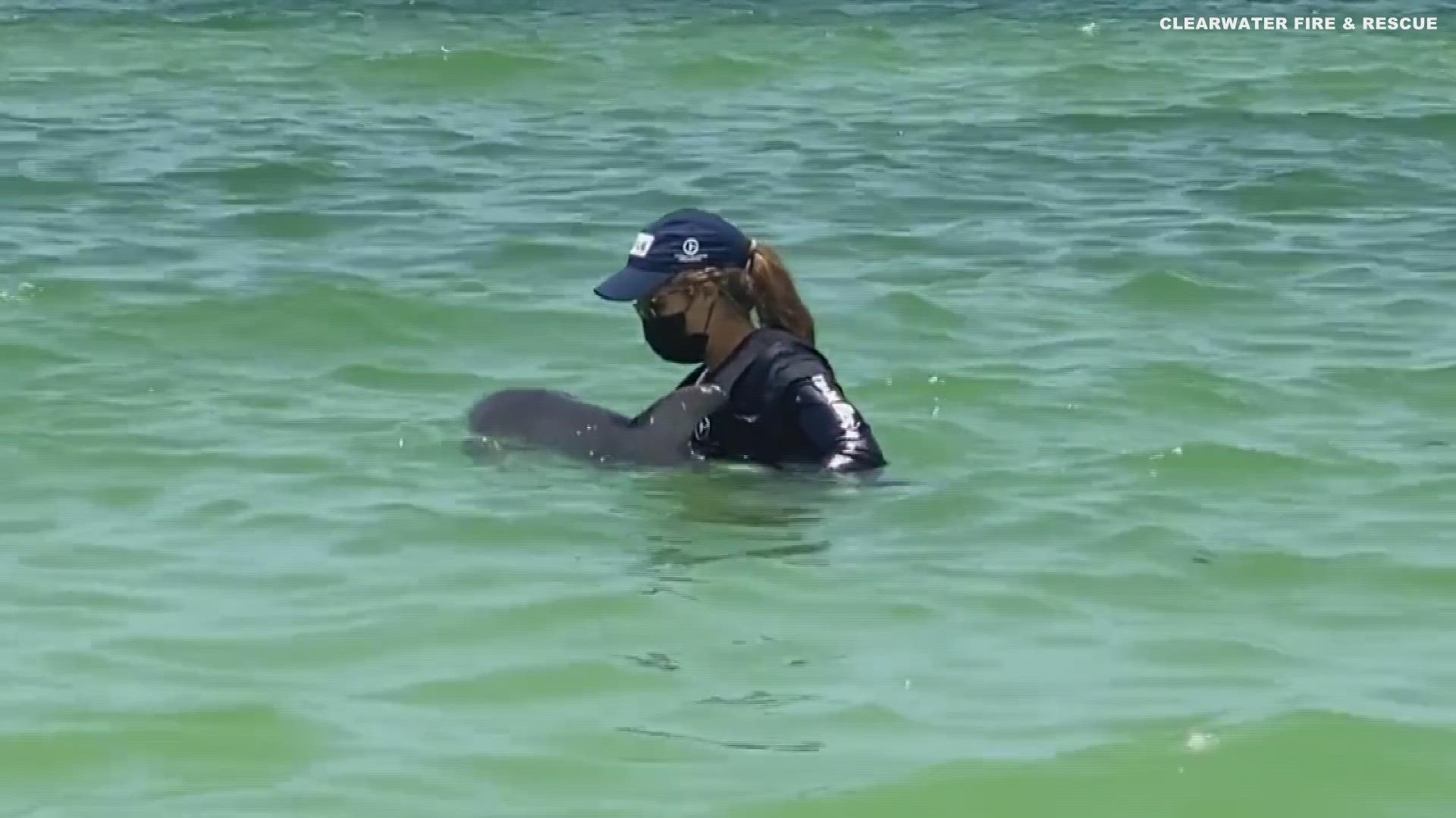 Clearwater Marine Aquarium is working to help the calf.
