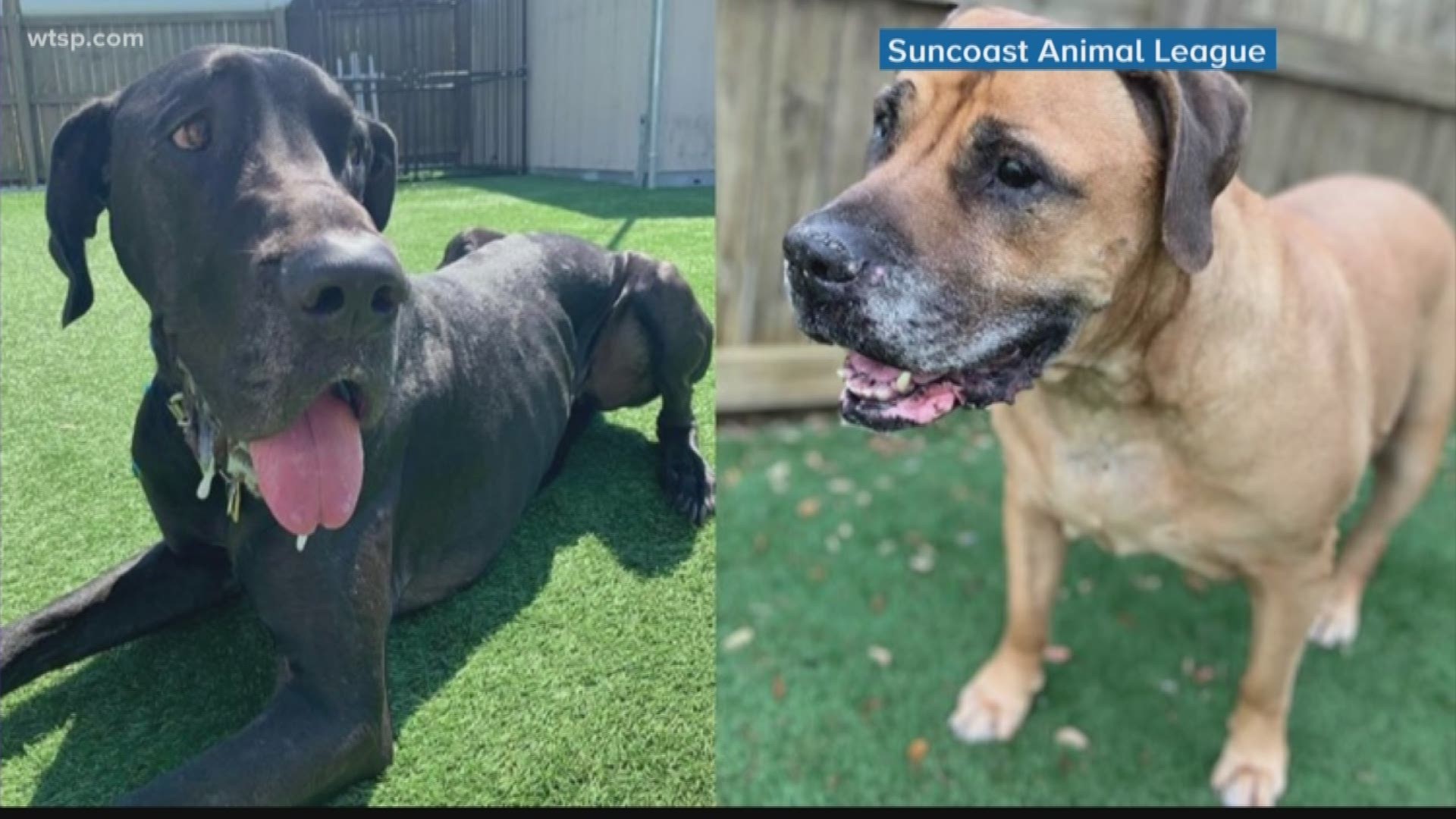 The Suncoast Animal League tells us about Savvy and Pirate, who were found with their Pasco County owner, who had been dead for days.