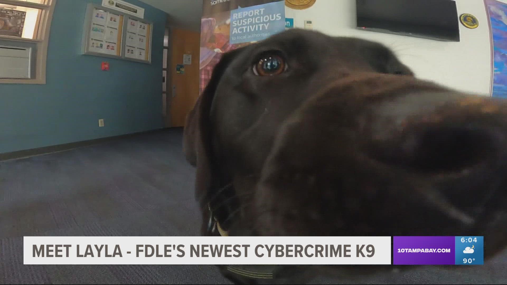 Layla has been specially trained to sniff out the adhesives and other chemicals found in electronics.
