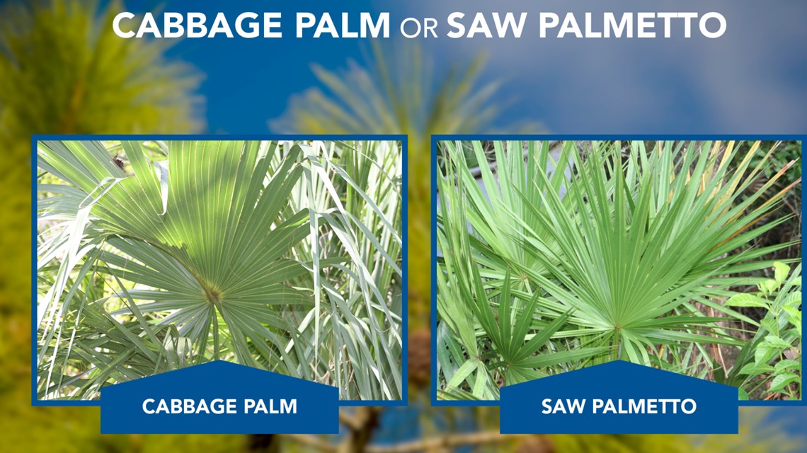 Top 10 Misidentified Florida animals, plants and insects